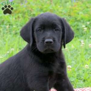 Jordan, Golden Labrador Puppy