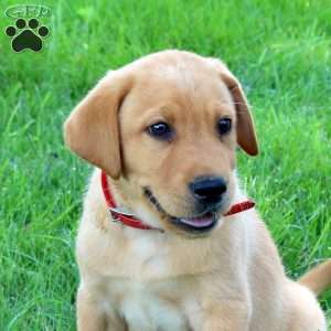 Jordan, Fox Red Labrador Retriever Puppy