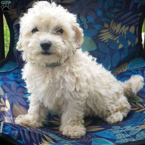 Jordan, Maltipoo Puppy