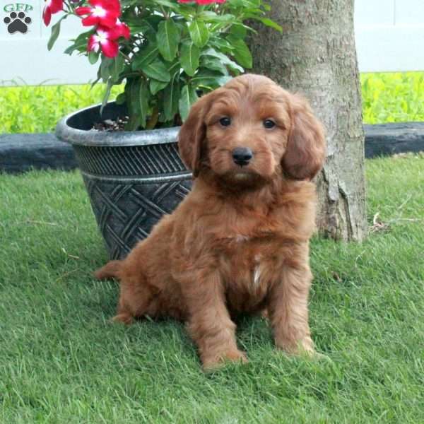 Josh, Irish Doodle Puppy