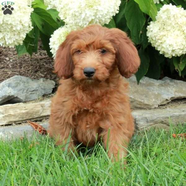Josh, Irish Doodle Puppy