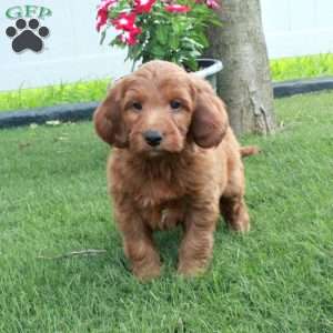 Josh, Irish Doodle Puppy