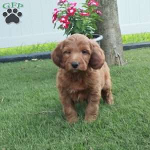 Josh, Irish Doodle Puppy