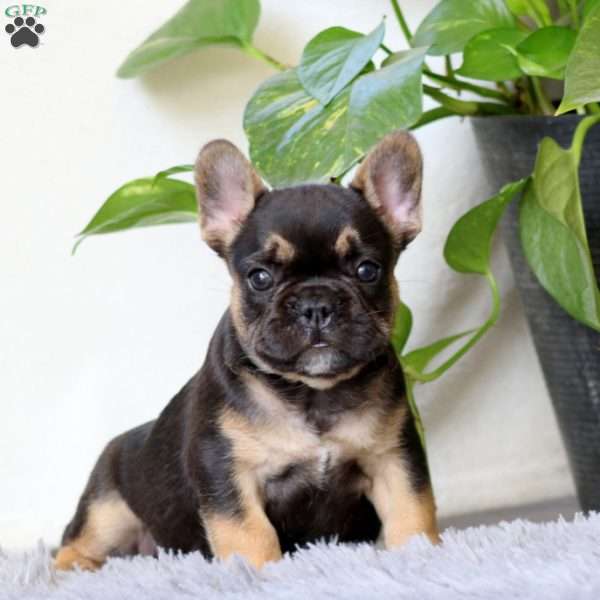 Josh, French Bulldog Puppy