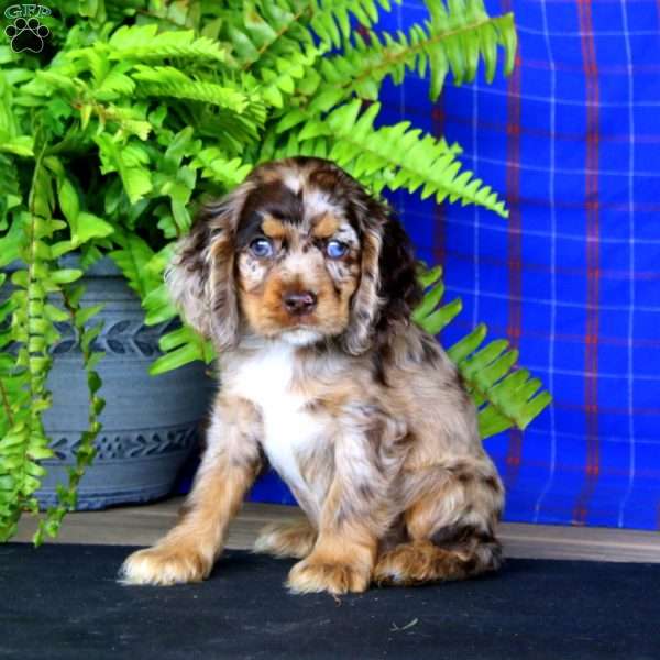 Josh, Cocker Spaniel Puppy