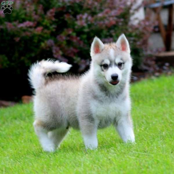 Josh, Pomsky Puppy