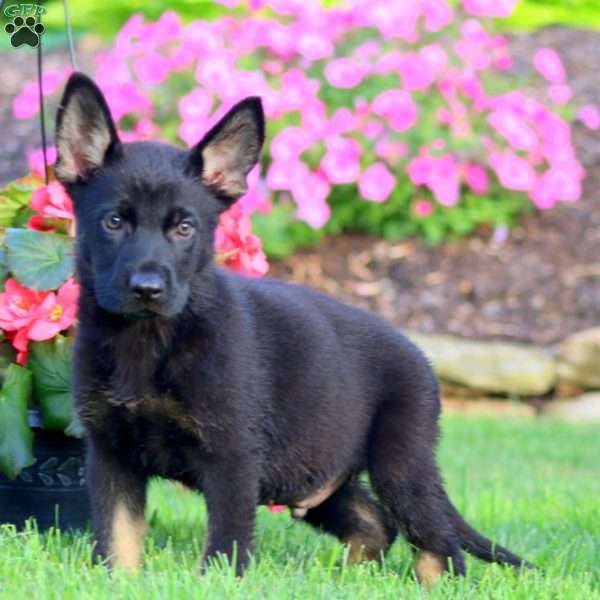 Josh, German Shepherd Puppy