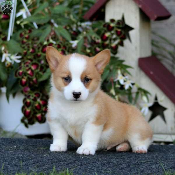 Josh, Pembroke Welsh Corgi Puppy