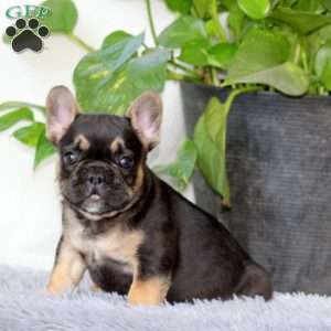 Josh, French Bulldog Puppy