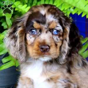 Josh, Cocker Spaniel Puppy