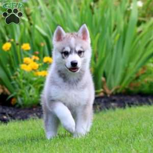 Josh, Pomsky Puppy