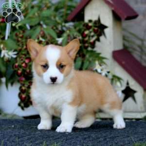Josh, Pembroke Welsh Corgi Puppy