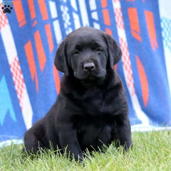 Josh, Black Labrador Retriever Puppy