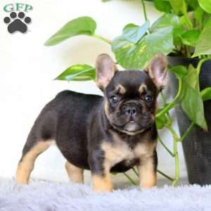 Josh, French Bulldog Puppy