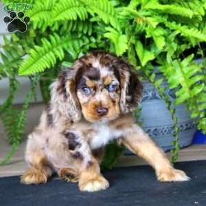 Josh, Cocker Spaniel Puppy