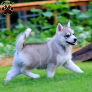 Josh, Pomsky Puppy
