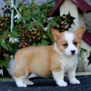 Josh, Pembroke Welsh Corgi Puppy