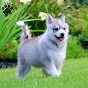 Josh, Pomsky Puppy