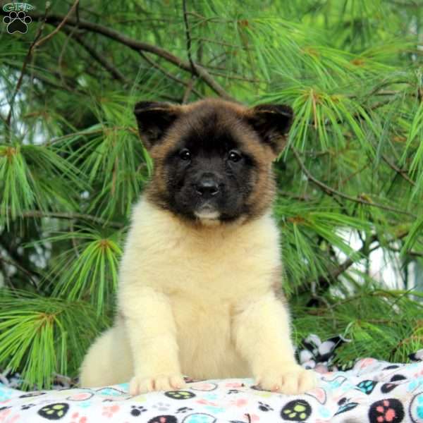 Josie, Akita Puppy