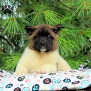 Josie, Akita Puppy