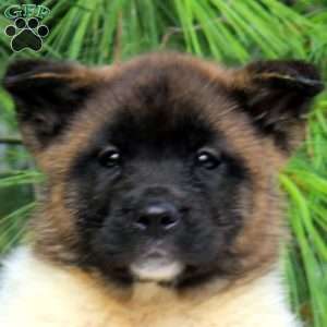 Josie, Akita Puppy