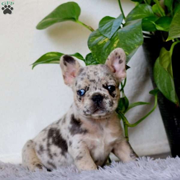 Josie, French Bulldog Puppy
