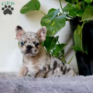 Josie, French Bulldog Puppy