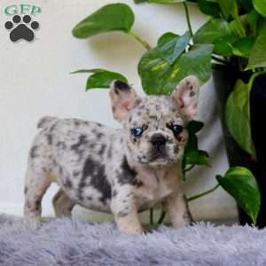 Josie, French Bulldog Puppy