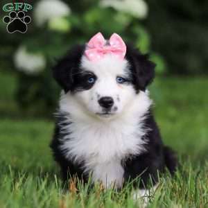Joy, Miniature Australian Shepherd Puppy