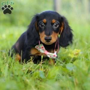 Joy, Dachshund Puppy