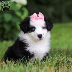 Joy, Miniature Australian Shepherd Puppy