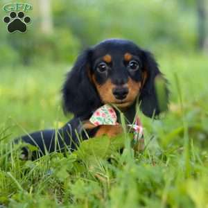 Joy, Dachshund Puppy