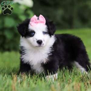 Joy, Miniature Australian Shepherd Puppy