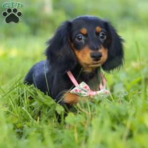 Joy, Dachshund Puppy