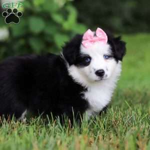 Joy, Miniature Australian Shepherd Puppy