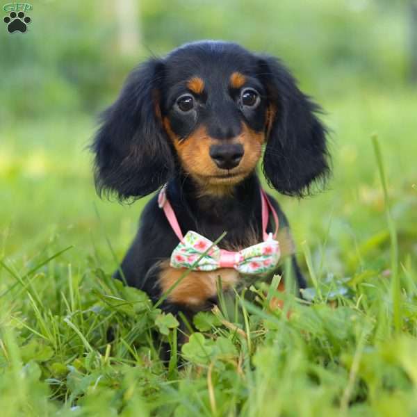 Joy, Dachshund Puppy