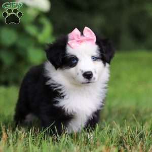 Joy, Miniature Australian Shepherd Puppy