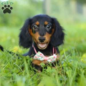 Joy, Dachshund Puppy