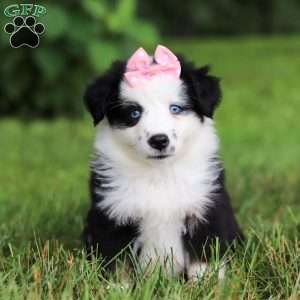 Joy, Miniature Australian Shepherd Puppy