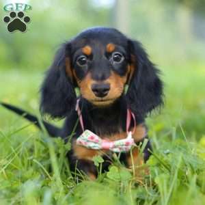 Joy, Dachshund Puppy