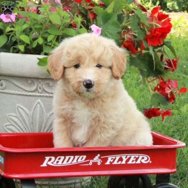 Joy, Miniature Poodle Mix Puppy