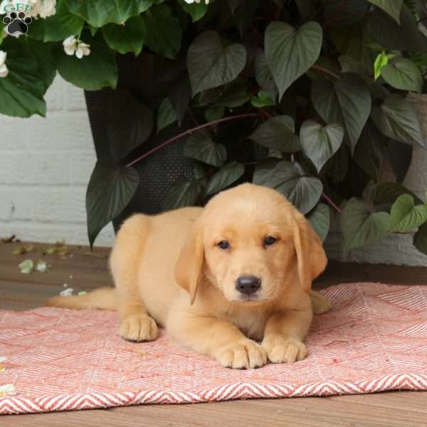 Joy, Golden Labrador Puppy