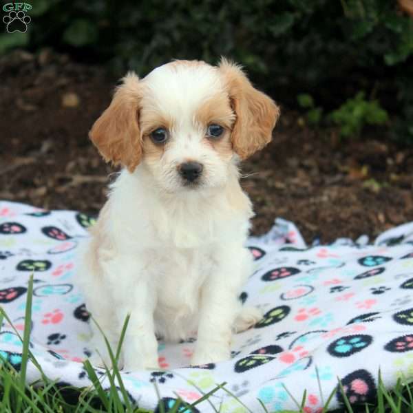 Joy, Cavapoo Puppy