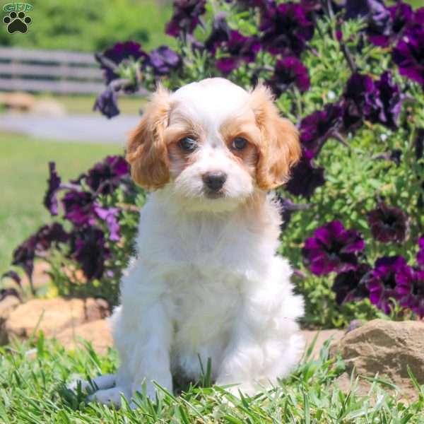 Joy, Cavapoo Puppy