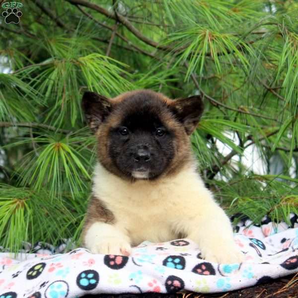 Joy, Akita Puppy