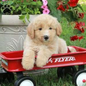 Joy, Miniature Poodle Mix Puppy