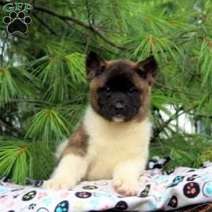 Joy, Akita Puppy