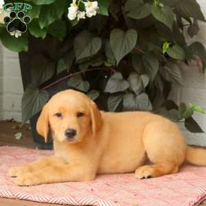Joy, Golden Labrador Puppy