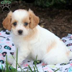 Joy, Cavapoo Puppy