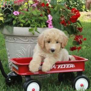 Joy, Miniature Poodle Mix Puppy